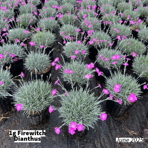 June 2025 1g Firewitch Dianthus Group for Website